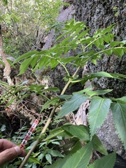 Sambucus australis