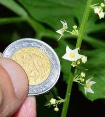 Cyclanthera multifoliola