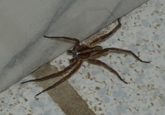 Centroctenus brevipes