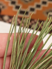 Chionaspis pinifoliae