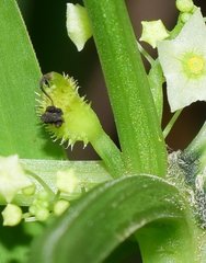 Cyclanthera multifoliola