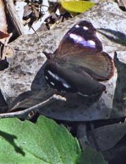 Cybdelis phaesyla