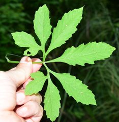 Cyclanthera multifoliola