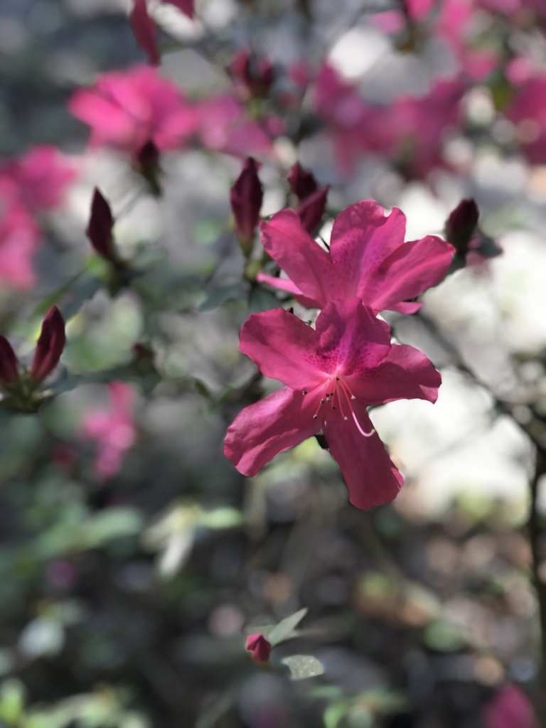 Azalea blooms on a flowering branch