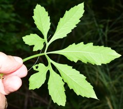 Cyclanthera multifoliola
