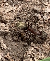 Camponotus rosariensis