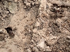 Camponotus rosariensis