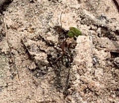 Camponotus rosariensis