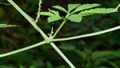 Cyclanthera multifoliola