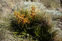 Aciphylla hectori