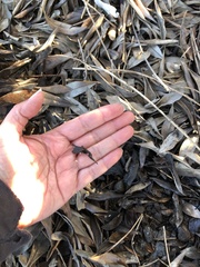 Cryptomarasmius corbariensis