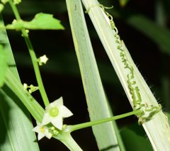 Cyclanthera multifoliola