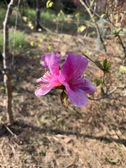Rhododendron pulchrum phoeniceum