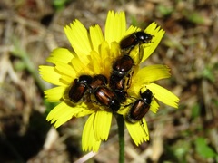 Chasmatopterus