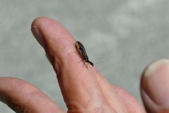 Raphidiinae