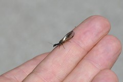 Raphidiinae