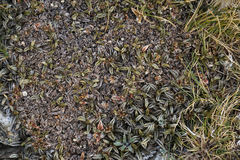 Anisotome imbricata imbricata