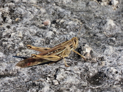 Schistocerca serialis cubense