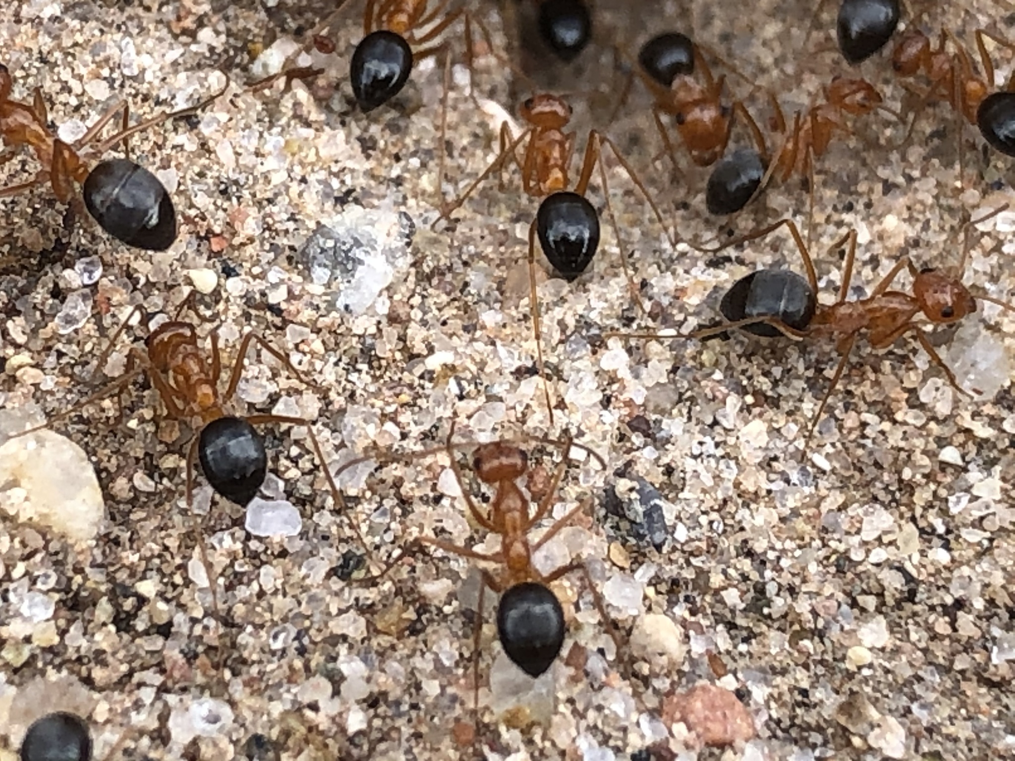 Myrmecocystus kennedyi