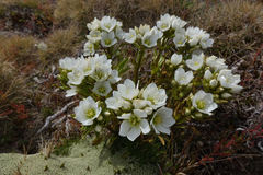 Gentianella serotina