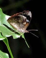 Cybdelis phaesyla