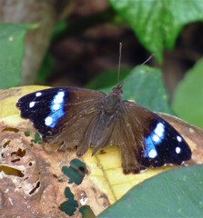 Cybdelis phaesyla