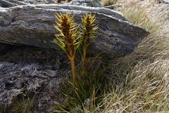 Aciphylla hectori