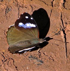 Cybdelis phaesyla