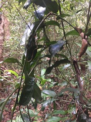 Aristolochia praevenosa