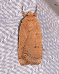 Abagrotis orbis