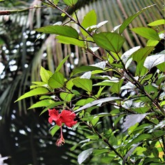 Hibiscus × archeri