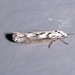 Ethmia semitenebrella - Photo (c) Laura Gaudette, some rights reserved (CC BY), uploaded by Laura Gaudette