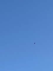 Haliaeetus leucocephalus