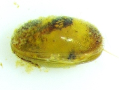 Bradleystrandesia fuscata