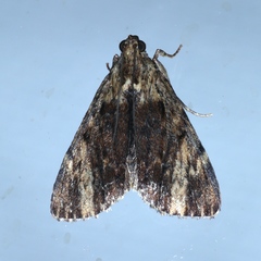 Salma cinerascens