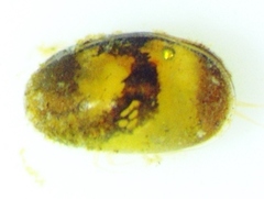 Bradleystrandesia fuscata