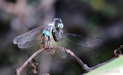 Micrathyria hypodidyma