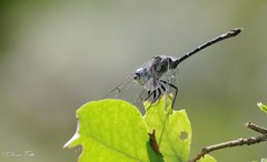 Micrathyria hypodidyma