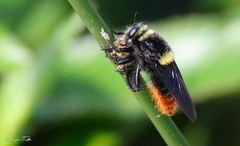 Mallophora ruficauda