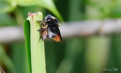 Mallophora ruficauda