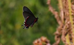 Parides bunichus
