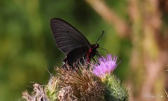 Parides bunichus