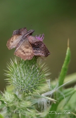 Theagenes dichrous