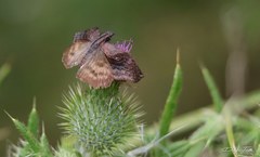Theagenes dichrous