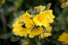 Hibbertia commutata