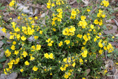 Hibbertia commutata