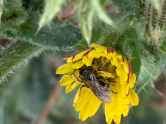 Lasioglossum titusi