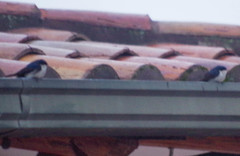 Pygochelidon cyanoleuca
