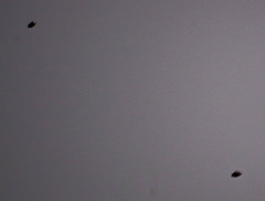 Pygochelidon cyanoleuca