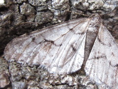 Agriopis dira